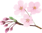 桜 つぼみ「開花」イラスト無料フリーまとめ | 素材Good | イラスト, 開花, 花飾り